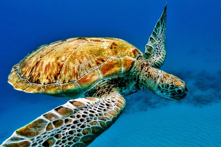 close-up-of-a-turtle-swimming-underwater-in-barbados-istock_23016385_xlarge-2-1