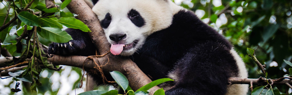 panda-with-tongue-out-istock_000018810497_large-2-1024×678