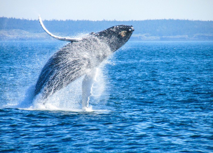Whale Watching Tipps