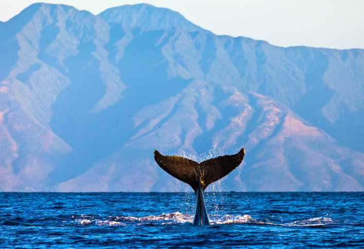 Whale Watching tipps
