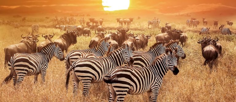 Zebra-at-sunset-in-the-Serengeti-National-Park.-Africa.-Tanzania.-shutterstock_548615014-Copy