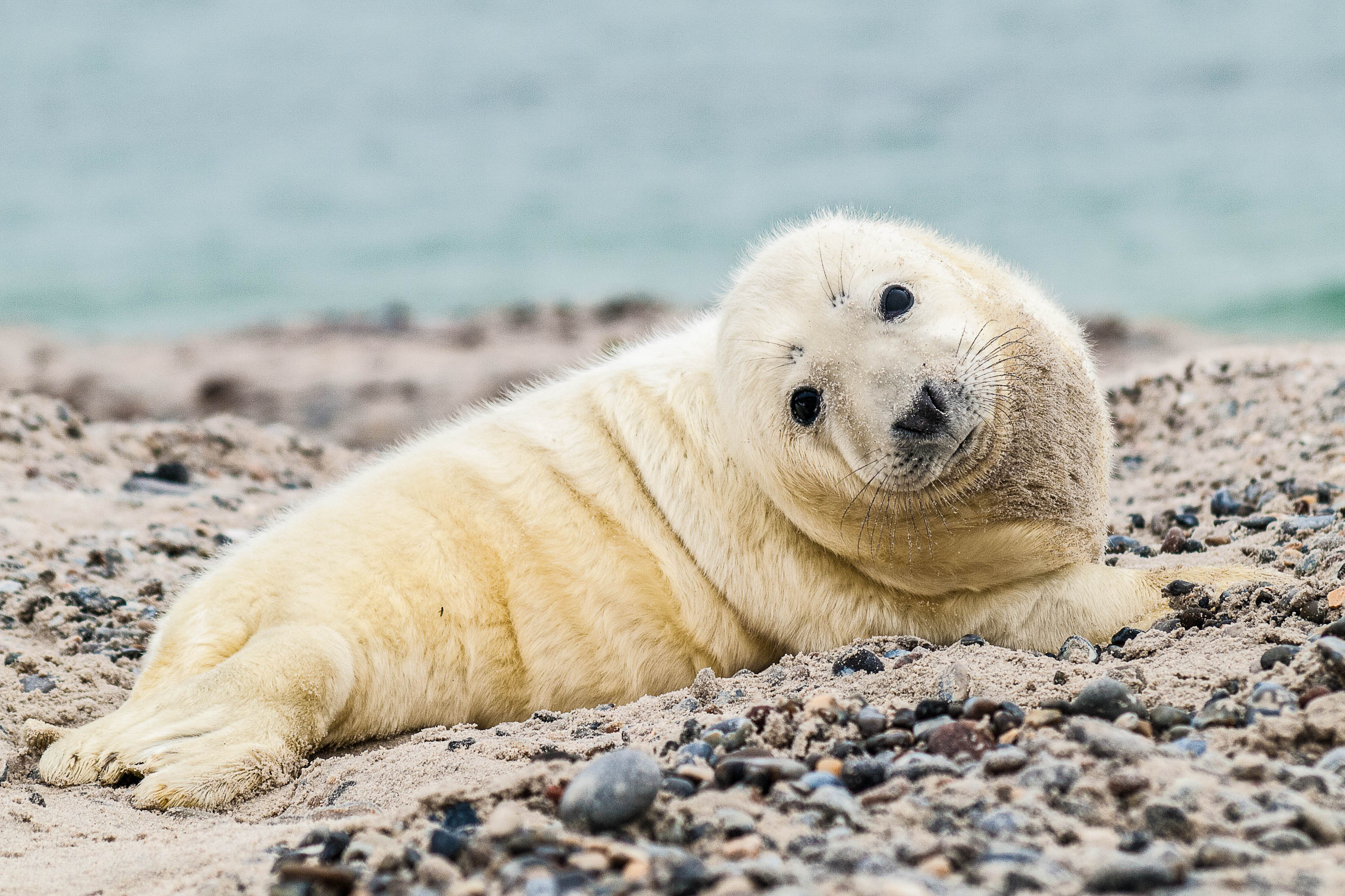 baby-grey-seal-halichoerus-grypus-relaxing-on-the-beach-istock_26502016_large-2