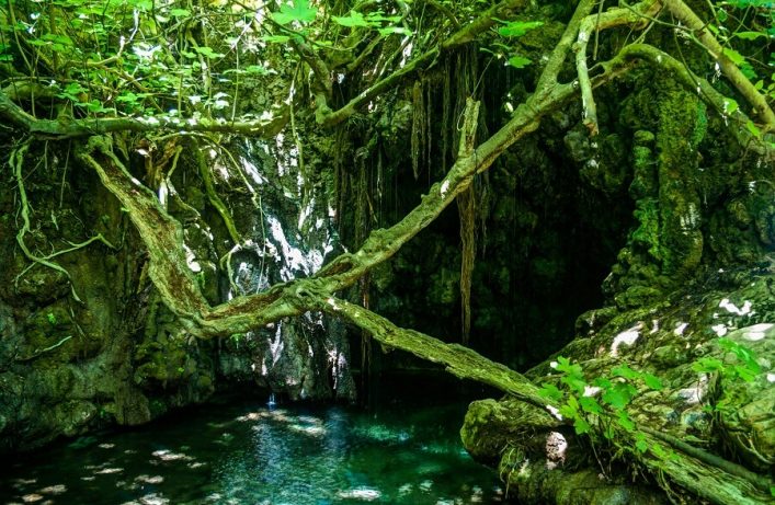 Üppiges grünes Blätterdach über einem natürlichen Felsenbecken, dessen Oberfläche von Sonnenstrahlen beleuchtet wird. Dicke, knorrige Äste und Ranken hängen von oben herab, umgeben von üppiger Vegetation.