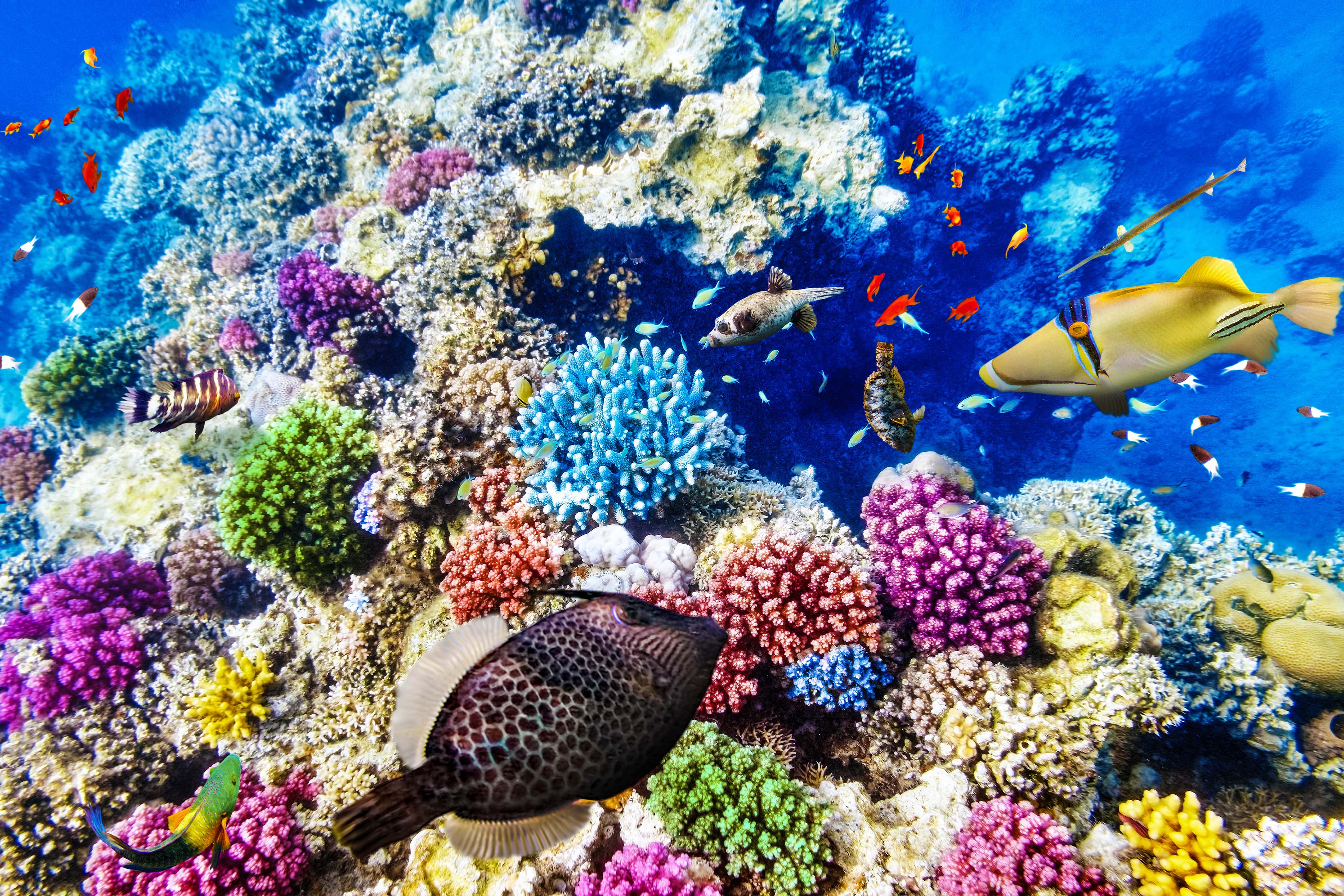 great-barrier-reef-ist-das-riff-in-australien-tot-holidayguru