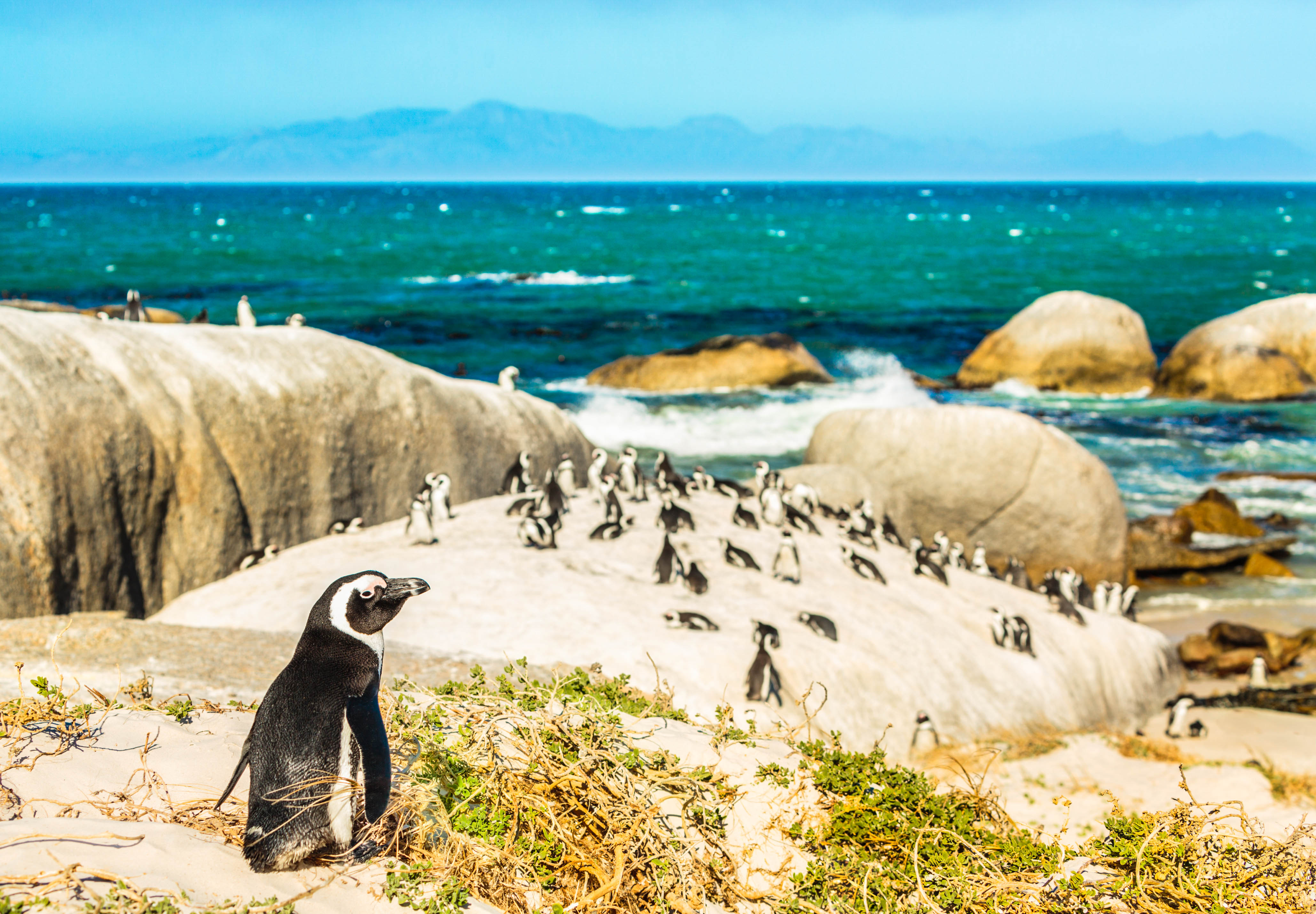Group of african penguins on Boulders Beach nature reserve near Simon's Town (Cape Town, South Africa).
