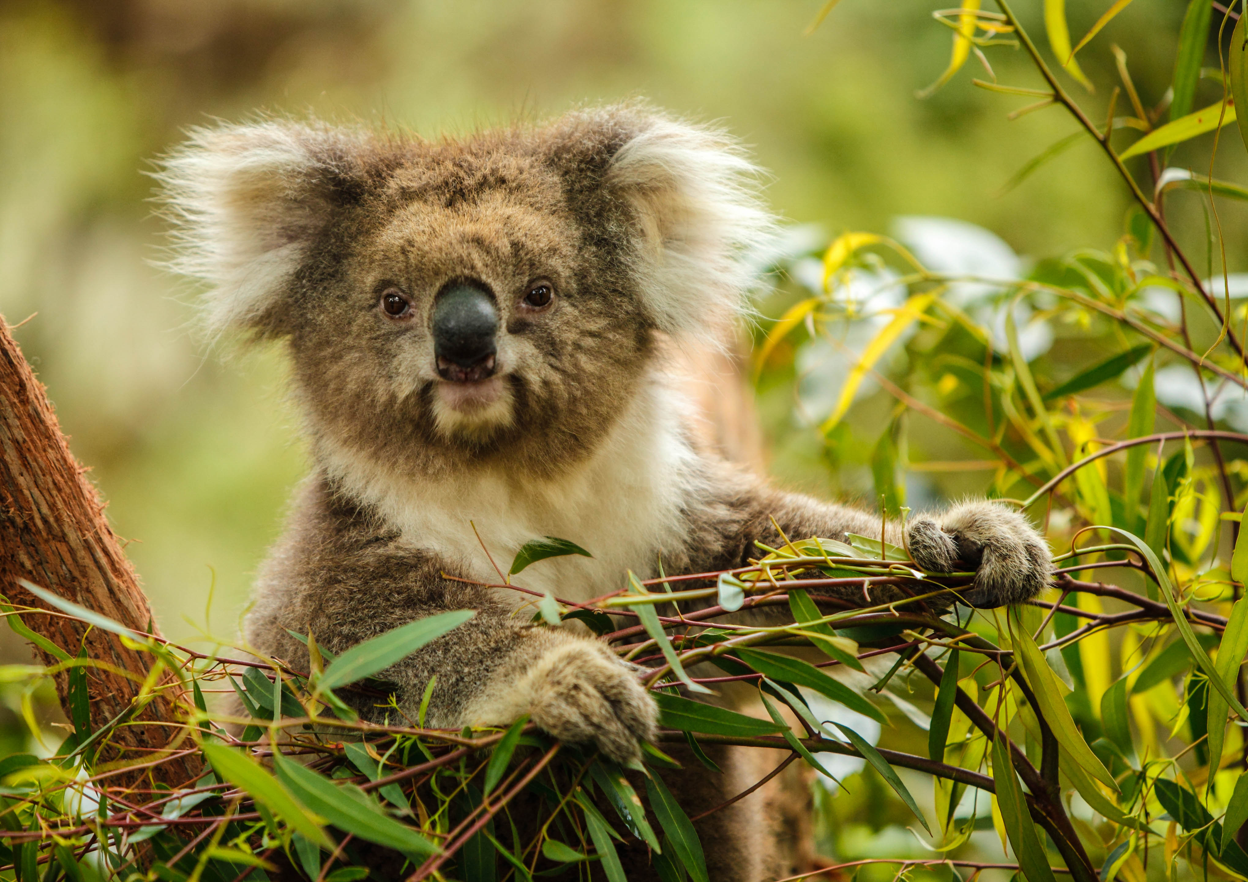 Sydney Sehenswürdigkeiten Zoo Koala