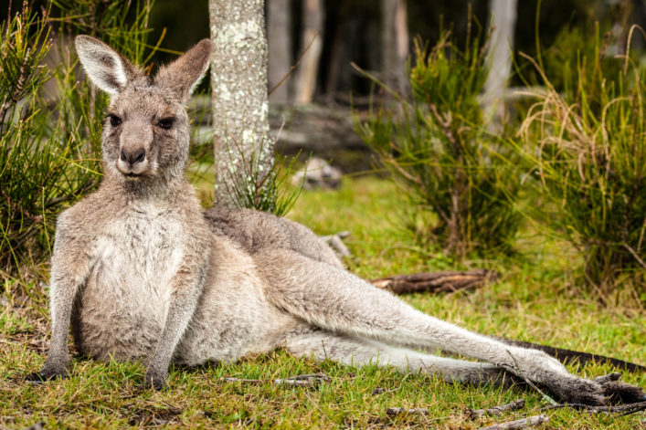 lazy-kangaroo-in-wild-istock_13343770_xlarge-2