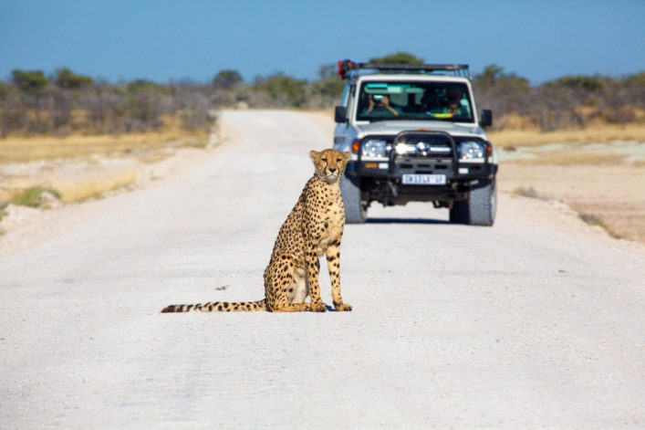 cheetah-in-the-etosha-national-park-namibia-shutterstock_399642748-2