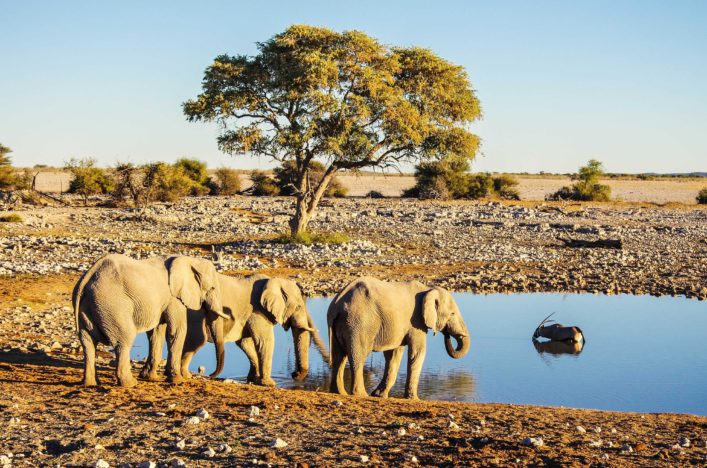 Elephant group at sunset