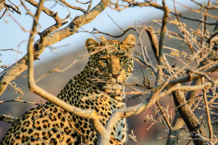 Leopard on a tree