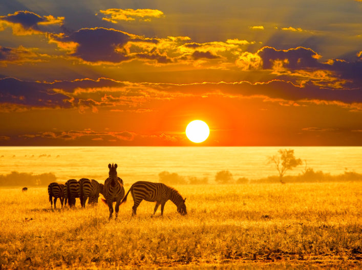 zebras-on-lake-shutterstock_52892059-2