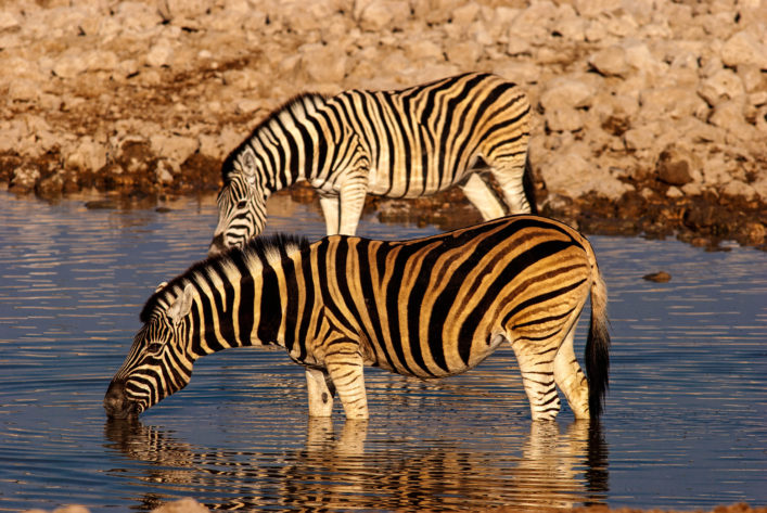 Zebras drinking at Okaukuejo waterhole, Etosha National Park, Namibia