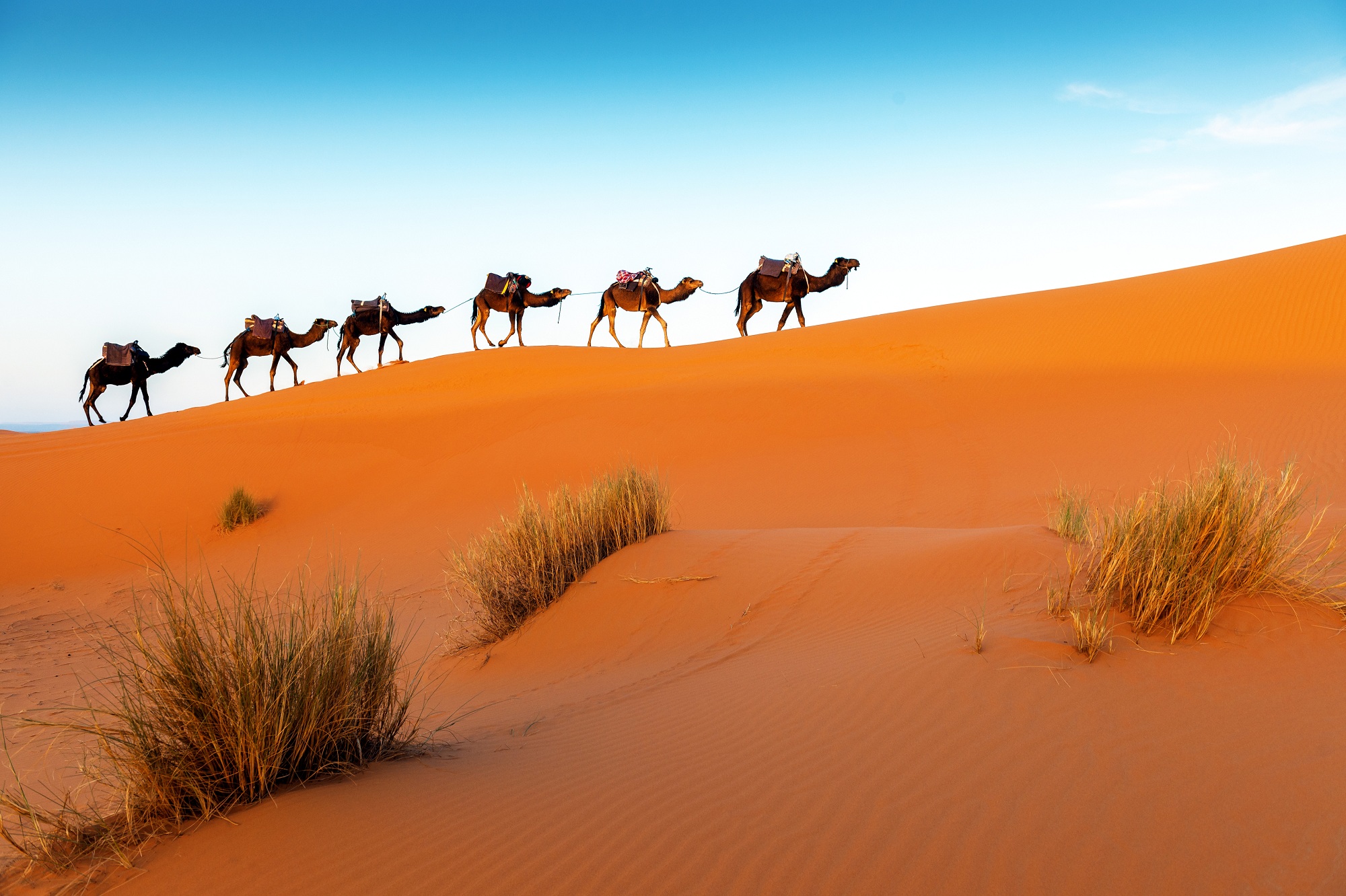 Hurghada Tipps, Kamele, Safari, Wüste, Ägypten
