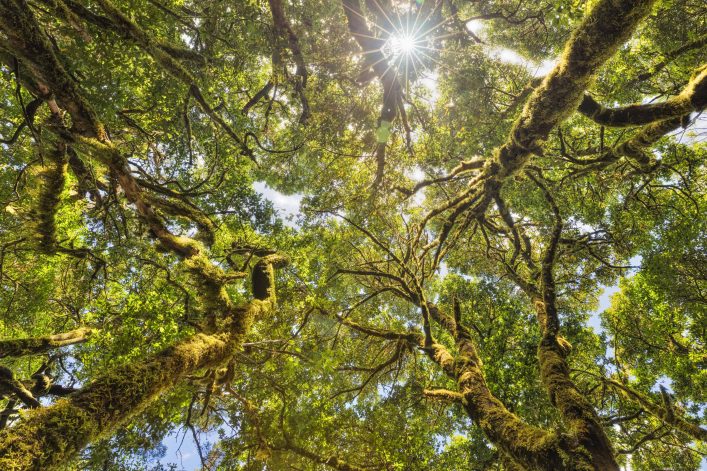 Treetops of Laurisilva / Fog forest in Garajonay National Park in La Gomera / Spain