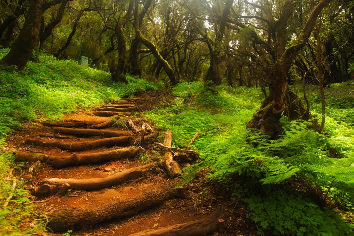 Forest stairs in a Garajonay national park