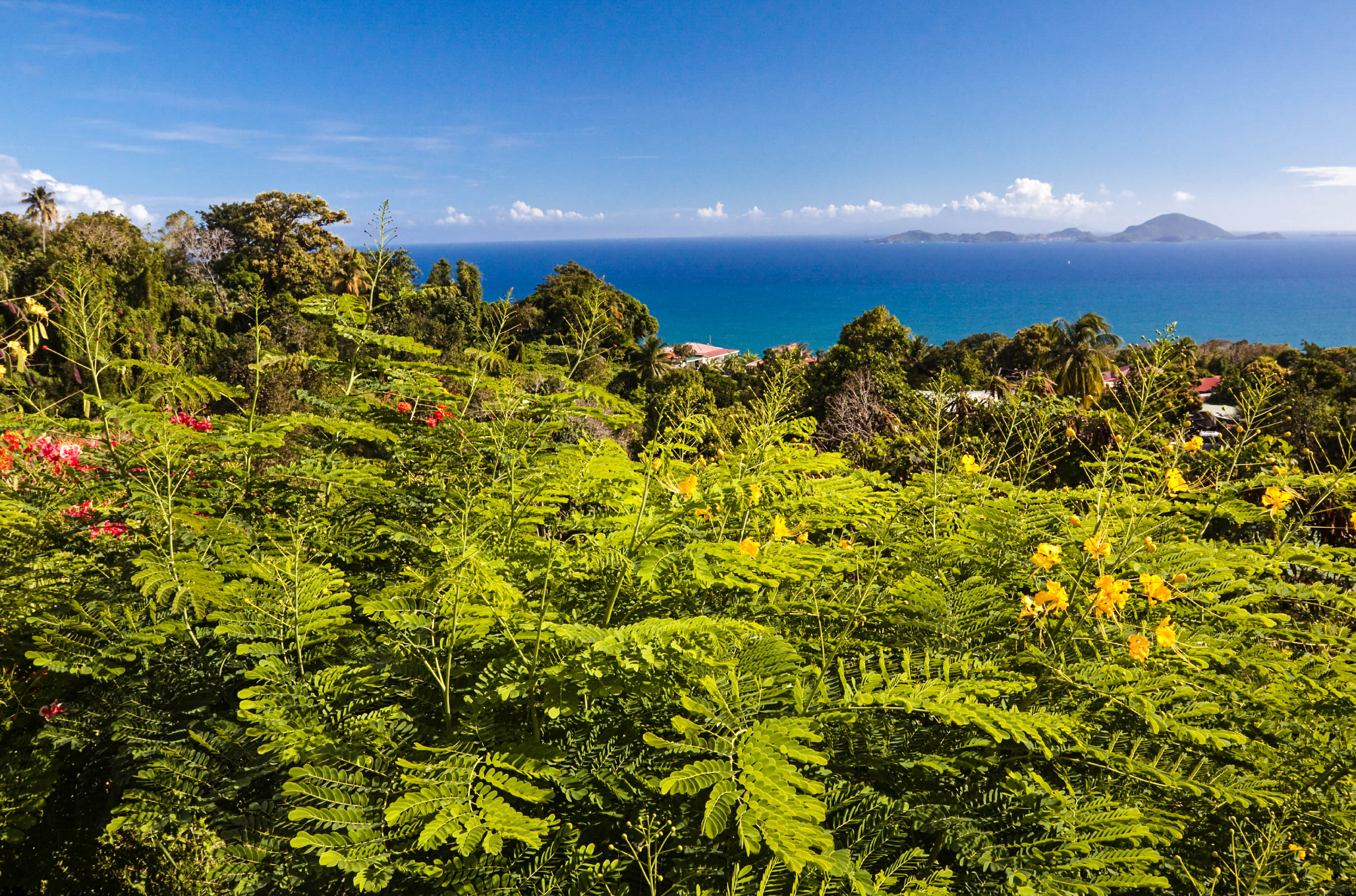 Tropische Regenwälder auf Guadeloupe