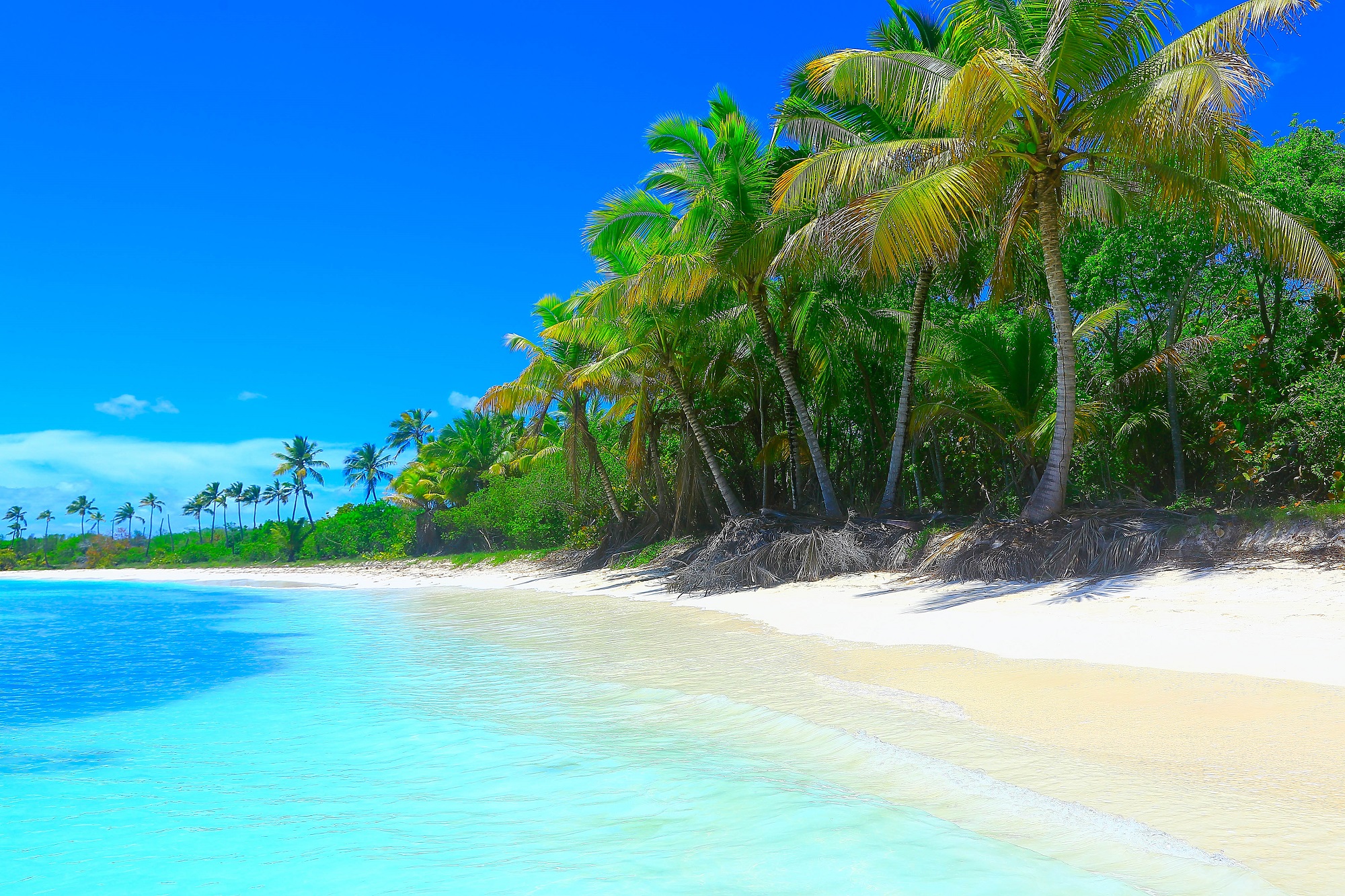 Barbados, Beach, Ocean, Palms