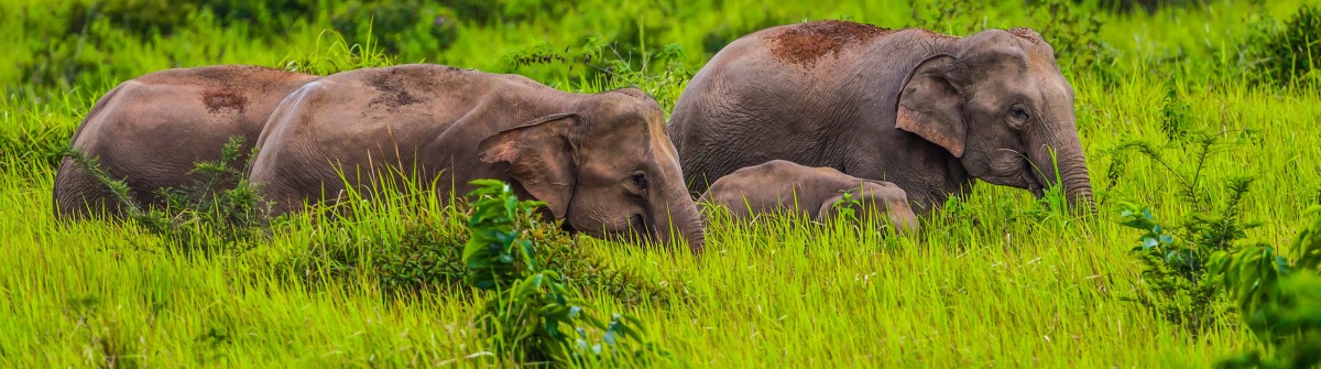 kleine-gruppe-von-wilden-elefanten-nationalpark-khao-yai-istock_000073602235_large-2