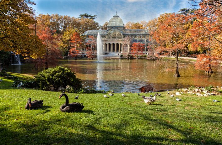 Im Retiro-Park steht der gläserne Palacio de Cristal hinter einem Teich mit Fontäne, umgeben von herbstlich gefärbten Bäumen. Im Vordergrund grasen schwarze Schwäne und Enten auf grünem Rasen.