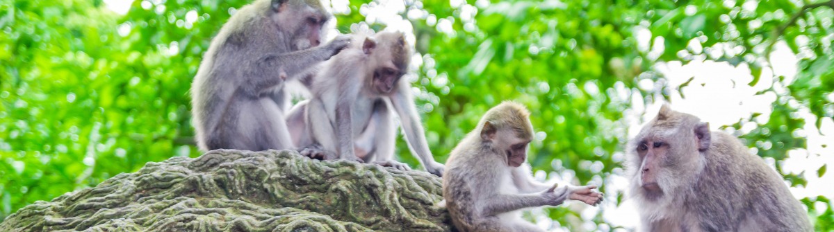 Monkey Forest,Bali Indonesia
