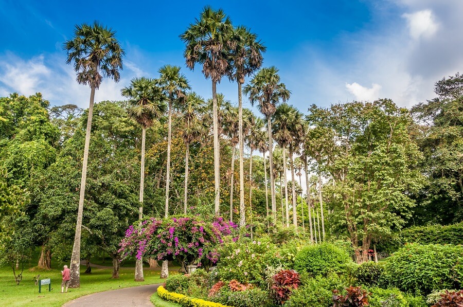 Botanischer Garten in Kandy