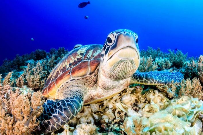 green-turtle-on-the-sea-bed-shutterstock_223237450-2-e1576681072412