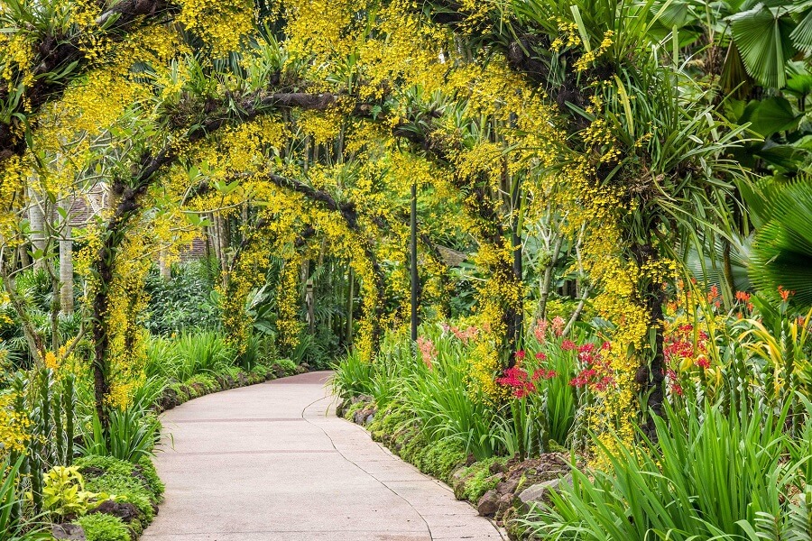 Singapur Tipps Botanischer Garten Orchideen Garten