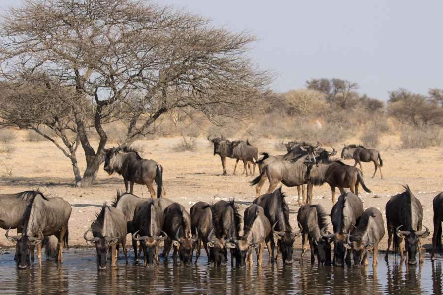 Gnu Herde am Wasserloch in der Kalahari, Botswana
