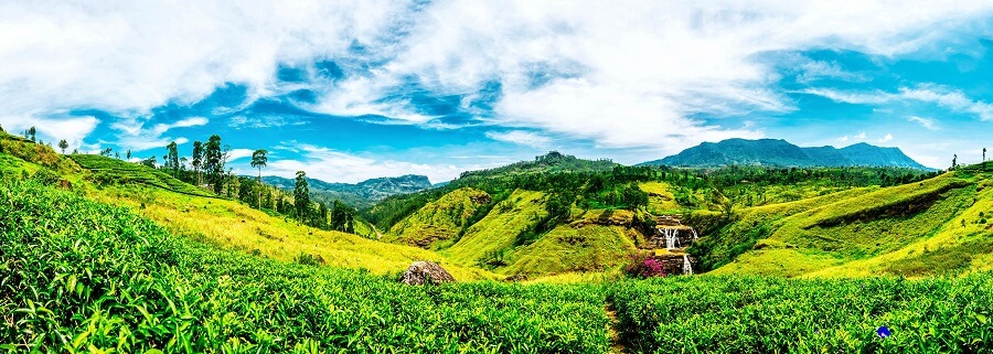 Die grüne Landschaft Sri Lankas