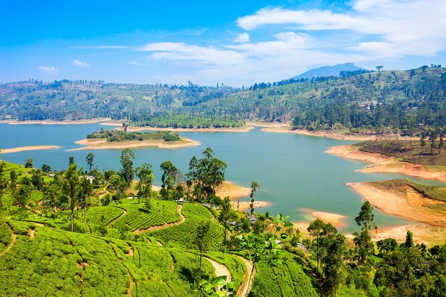 Landschaft in Sri Lanka mit Teefeldern