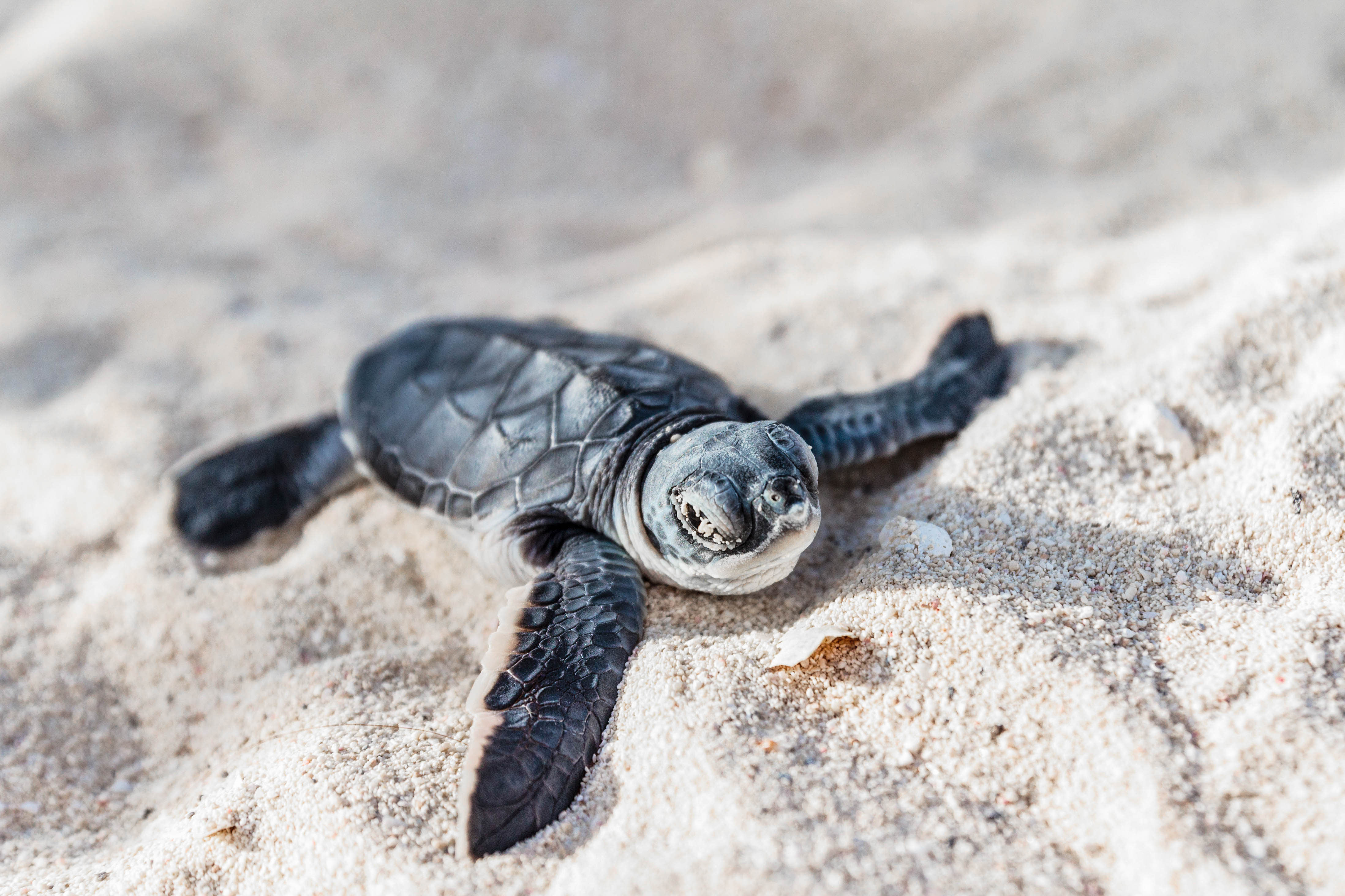 Schildkröten im Sand und Natur in Mexiko