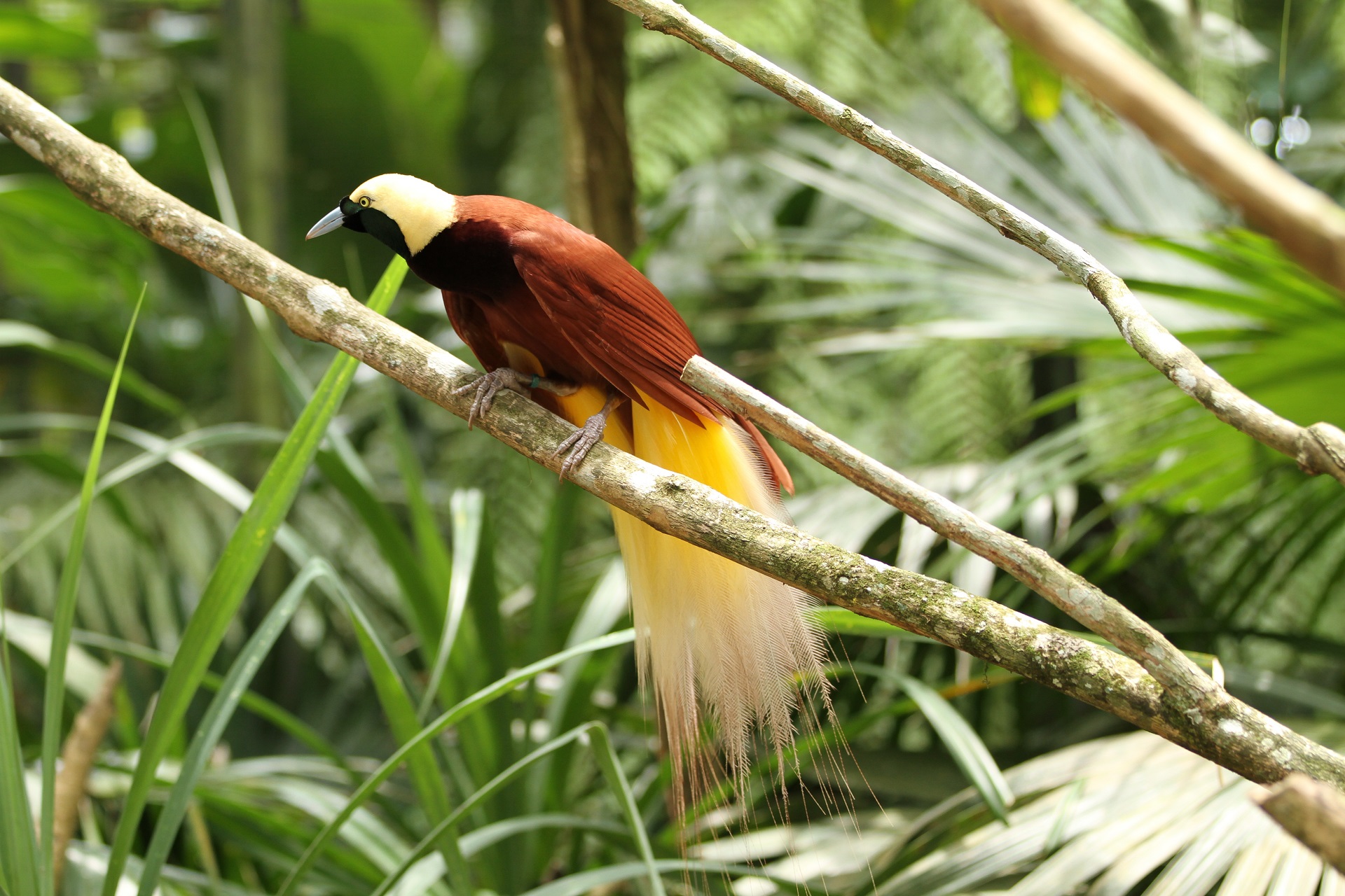 Tierwelt in Papua-Neuguinea