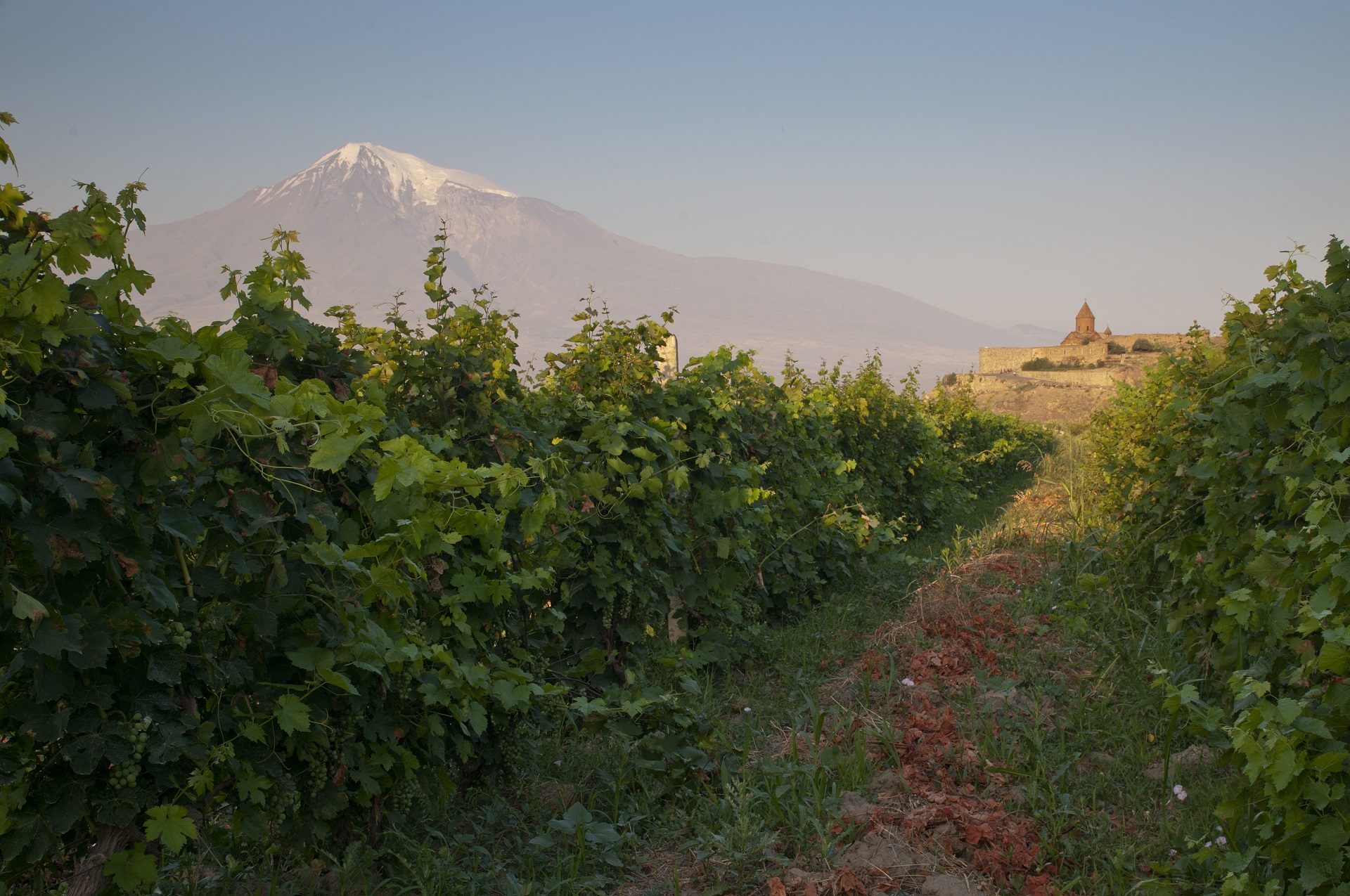 Das Kloster Chor Virap liegt inmitten von Weinfeldern und bietet ein atemberaubendes Panorama auf den Berg Ararat.