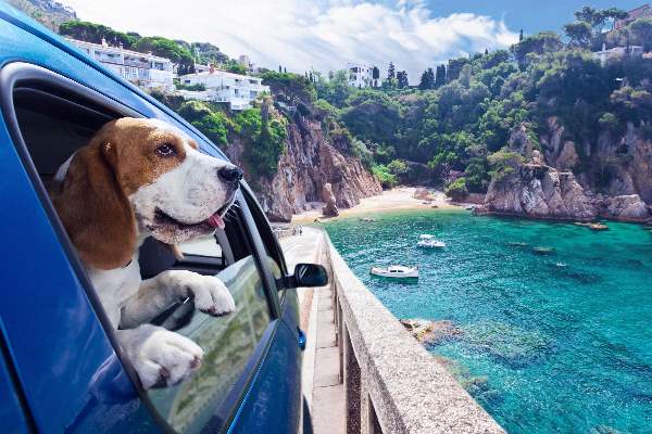 Autofahrt mit Hund am Meer