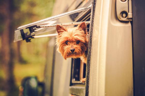 Ferien mit Hund im Campingwagen.