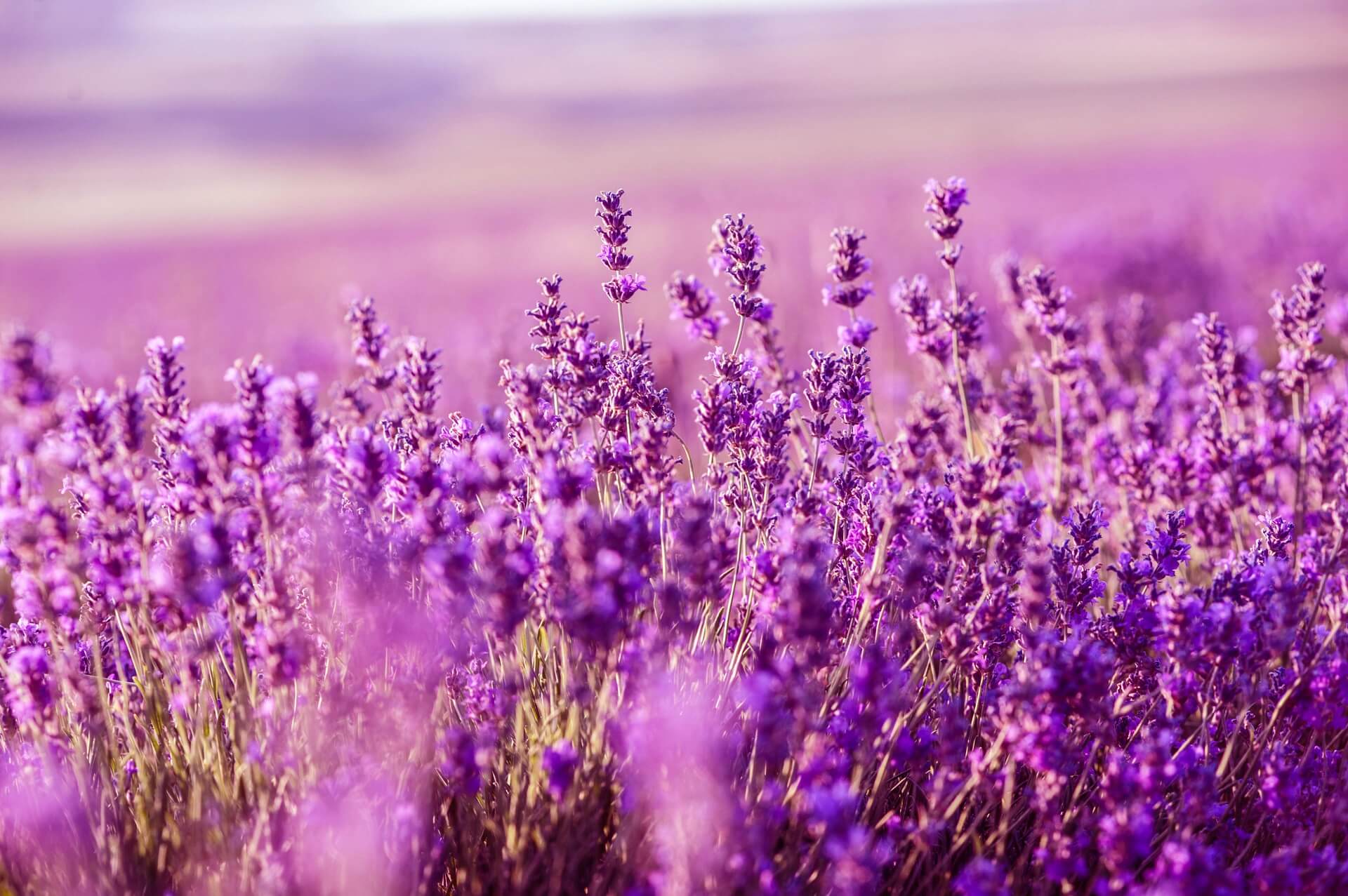 Lavendelfelder in der Provence: ein Meer aus Lavendelblüten