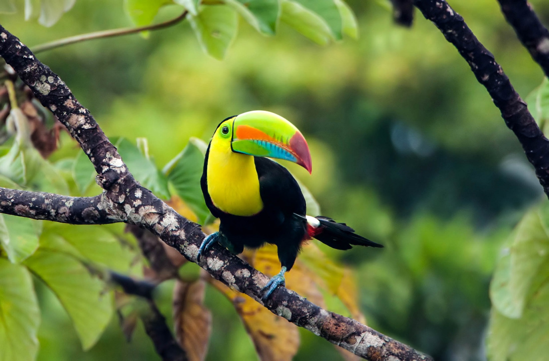 Ein Tucan auf einem Baum in Costa Rica.