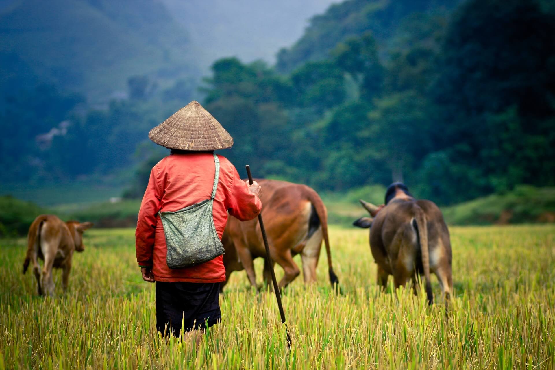 Ein Farmer auf einem Reisfeld