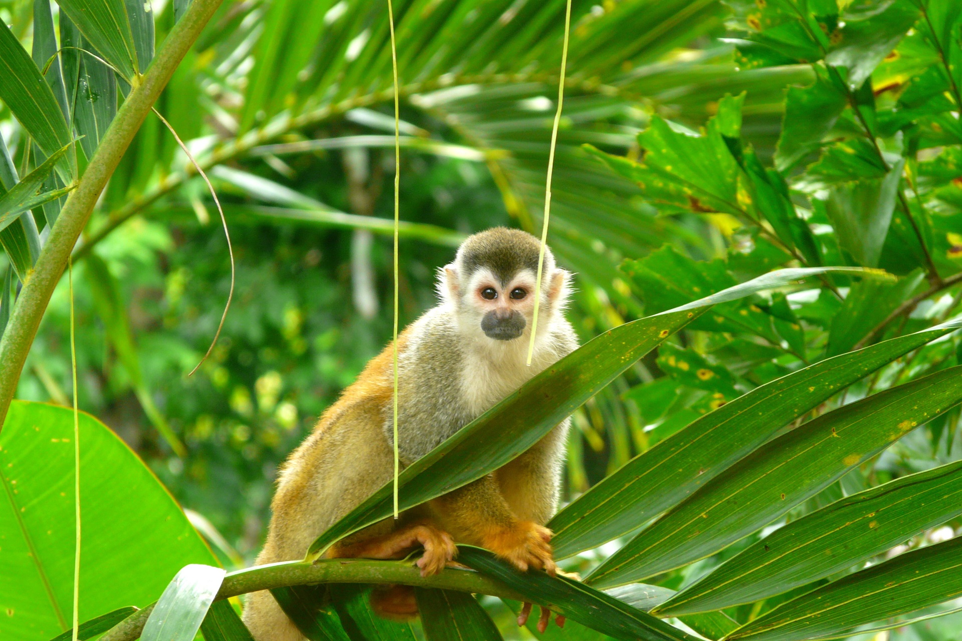 Costa Ricas Affen sind überall zu finden.