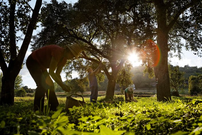 Hirschbirnernte-c-Oststeiermark-Tourismus-Bernhard-Bergmann-40