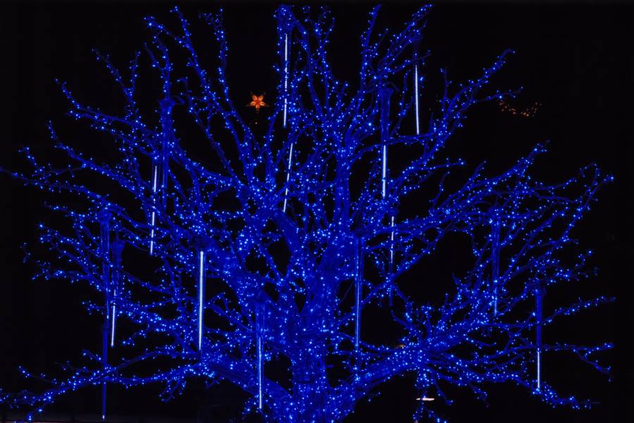 Blau leuchtender Baum auf dem Dresdner Weihnachtsmarkt
