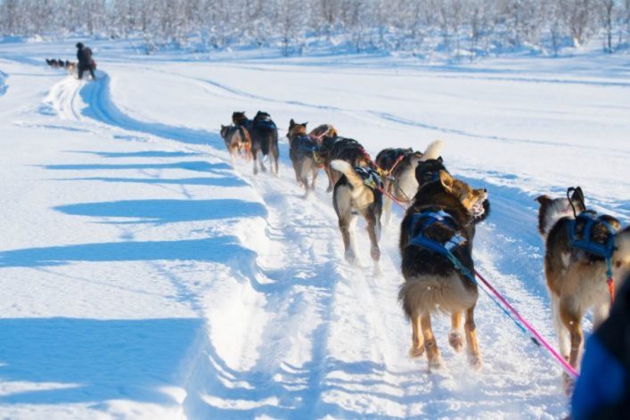 Eine Huskyschlittenfahrt in der verschneiten Landschaft.