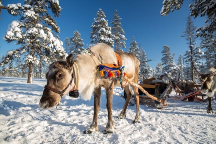 Ein Rentier das fröhlich in die Kamera blickt. Im Hintergrund die verschneite Landschaft.