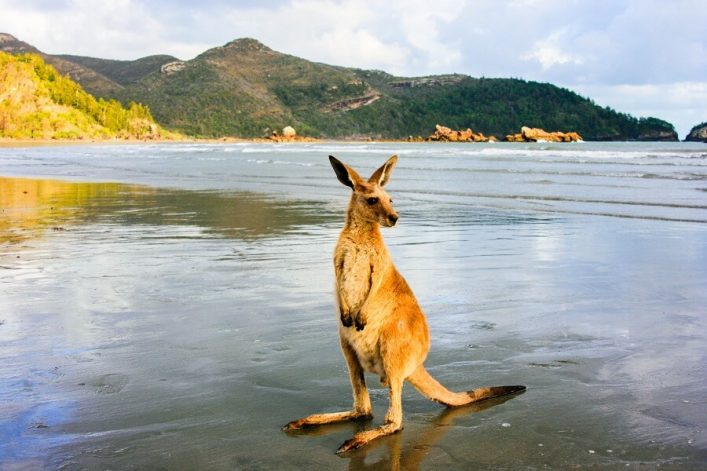 Kangaroo-Beach-iStock_000057957568_Large-2