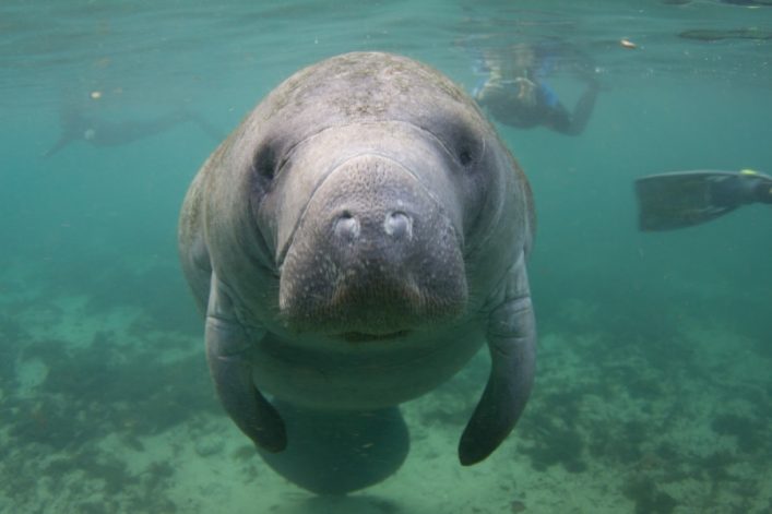 Manatee_shutterstock_1281516826_900x600