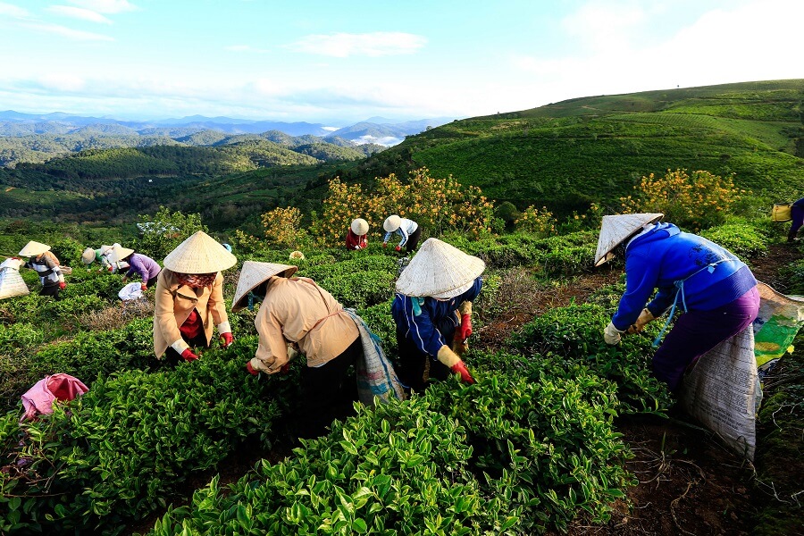 Bauern arbeiten im Teefeld