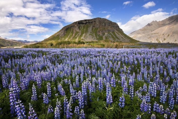 urlaubsguru.de_island_iceland_field_landscape_nature_175515029-1