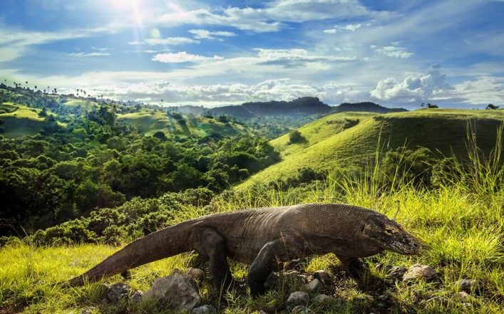 wild-komodowaran-in-der-umgebung-istock-514989466-2