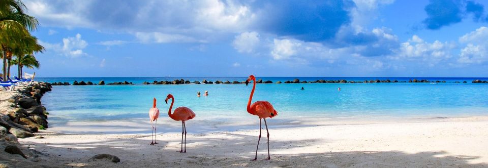 Aruba Ferien Die Besten Angebote Holidayguru