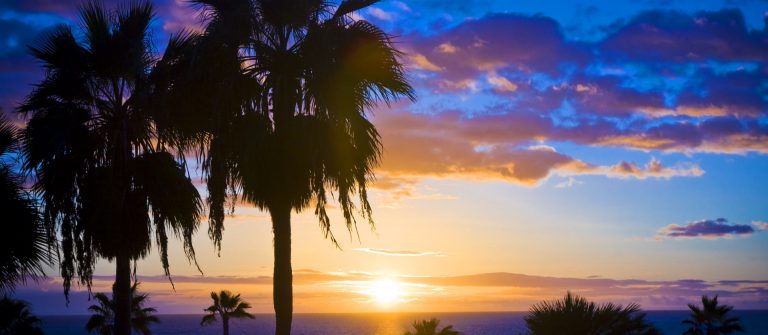 Palm-trees-silhouette-at-sunset-Gran-Canaria-Spain_shutterstock_106662254